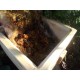 Bumble Bee Nesting Box